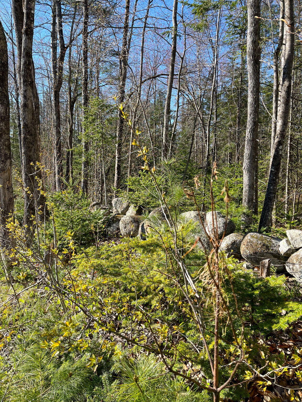 0 Rich Road Harrison, ME 04040 - Photo 4 of 10 5-web-or-mls-IMG_9826