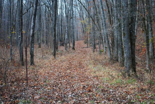0 Lowe Branch Road Centerville, TN 37033 - Photo 8 of 20 Gallery Image 8