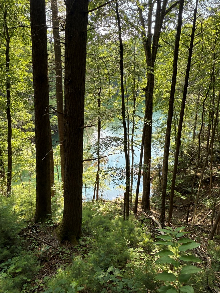 0 Berry Patch Road Murphy, NC 28906 - Photo 2 of 6