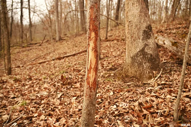 $288,157 | 860 400 N Avenue, Mount Sterling, IL 62353