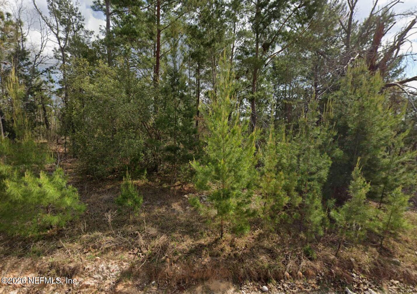 218 Akron Street Interlachen, FL 32148 - Photo 2 of 4 a view of a forest with lots of trees