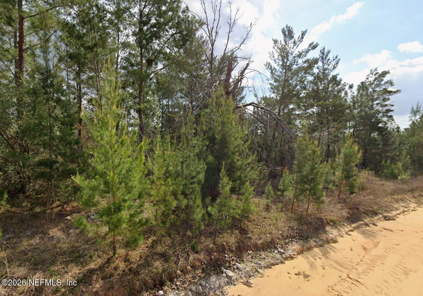 218 Akron Street Interlachen, FL 32148 - Photo 3 of 4 a view of a forest with trees in the background