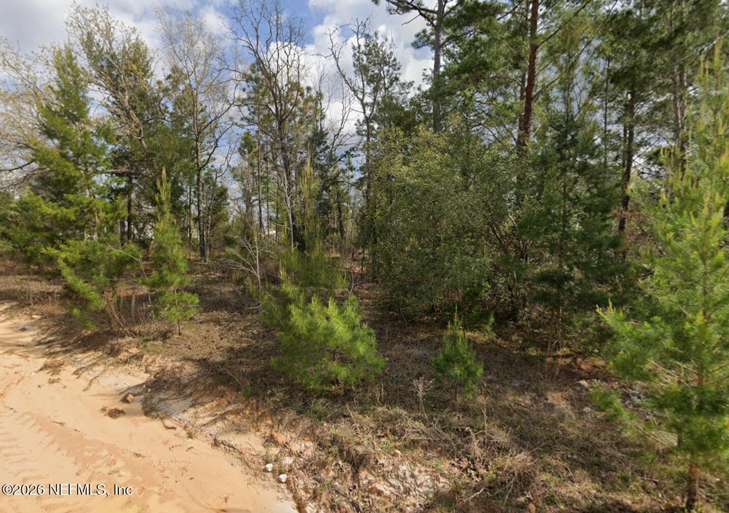 218 Akron Street Interlachen, FL 32148 - Photo 4 of 4 a view of a yard with plants and large trees