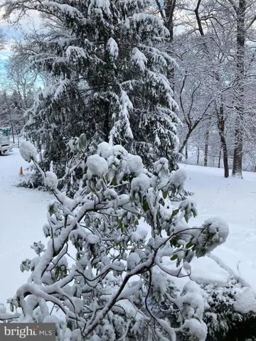 a view of a forest with lots of trees