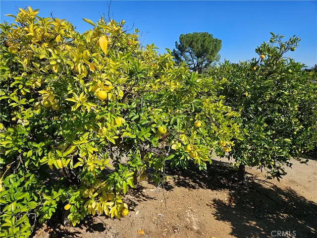 a view of a bunch of flowers