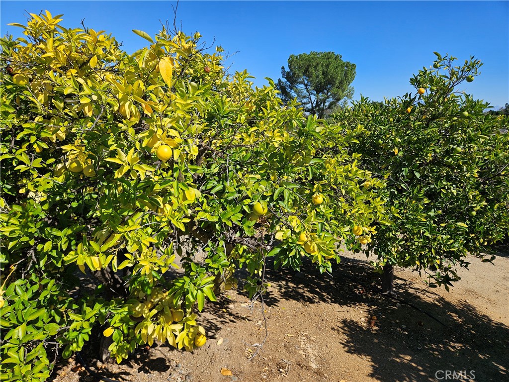 33340 Windmill Road Wildomar, CA 92595 - Photo 15 of 39 One of several Community Orchards