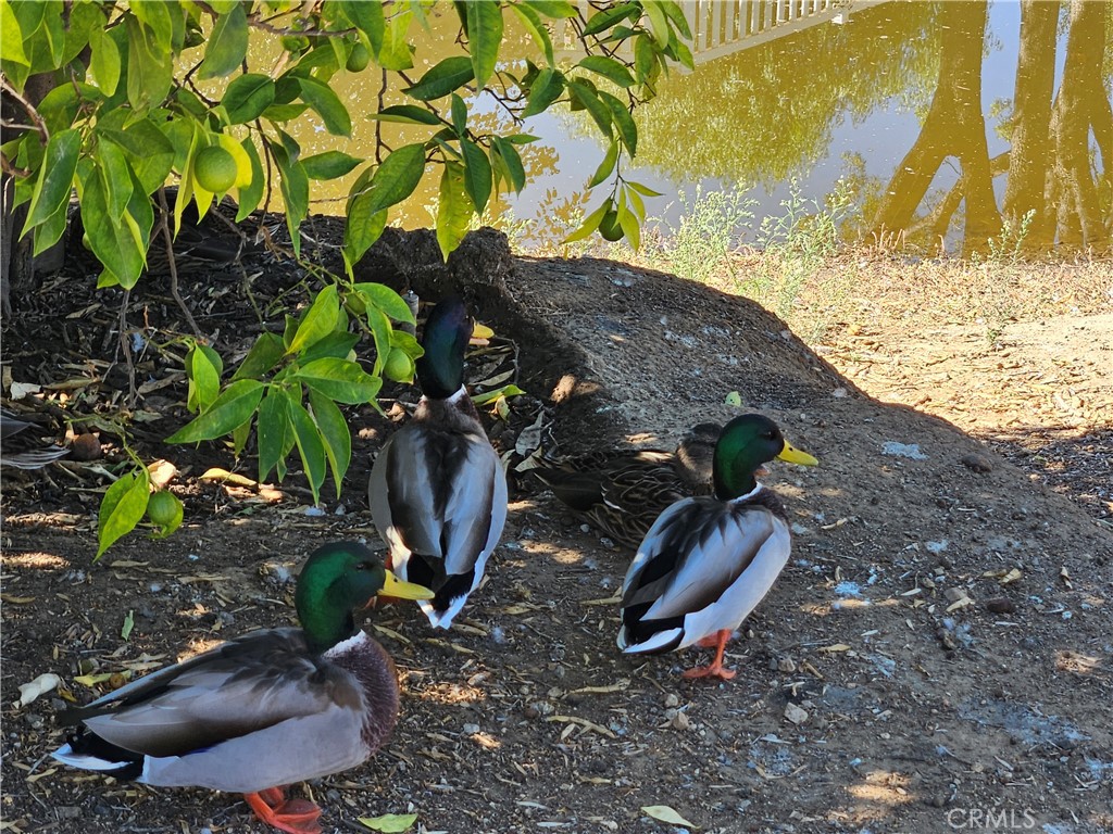 33340 Windmill Road Wildomar, CA 92595 - Photo 26 of 39 Community ducks