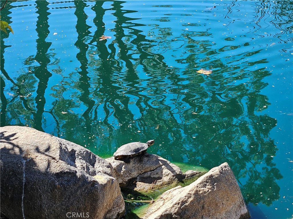 33340 Windmill Road Wildomar, CA 92595 - Photo 28 of 39 Community Turtles