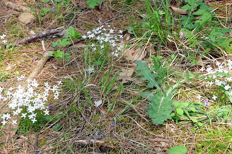 100 Baker Mountain Road Union, WV 24983 - Photo 19 of 52 Gallery Image 19