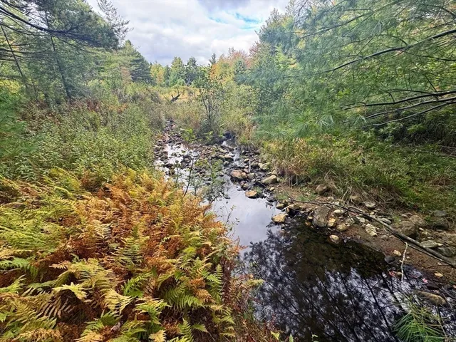 a view of a lake with lots of trees