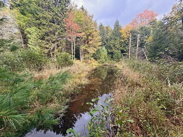 a view of a forest with a tree