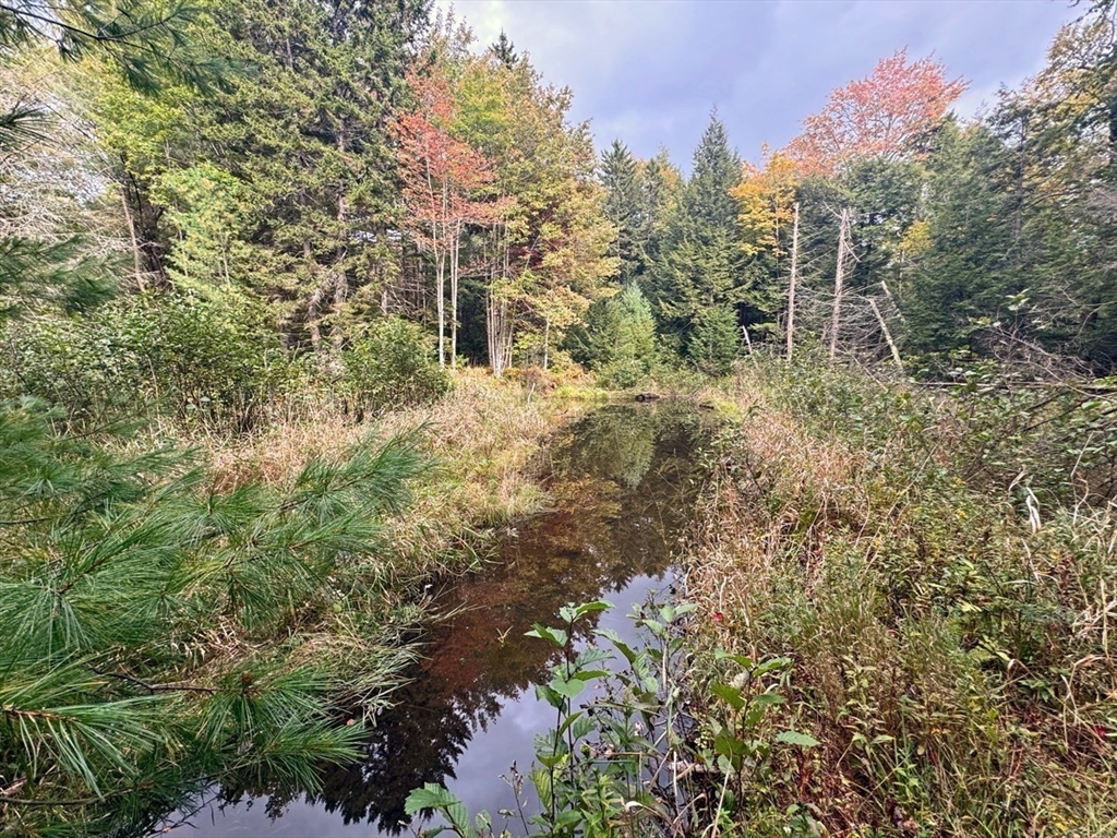 60 Stone Hill Road Rowe, MA 01367 - Photo 13 of 28 a view of a forest with a tree