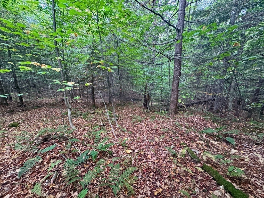 60 Stone Hill Road Rowe, MA 01367 - Photo 15 of 28 a backyard of a house with lots of green space