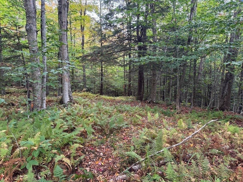 60 Stone Hill Road Rowe, MA 01367 - Photo 16 of 28 a backyard of a house with lots of green space and fountain