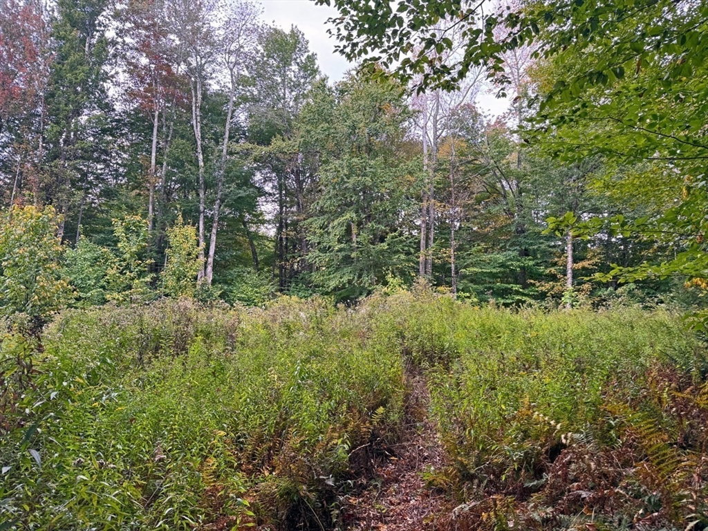 60 Stone Hill Road Rowe, MA 01367 - Photo 17 of 28 a view of a forest with trees