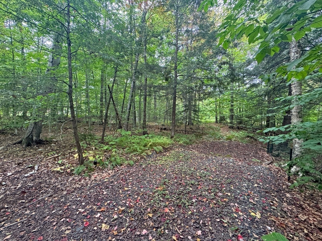 60 Stone Hill Road Rowe, MA 01367 - Photo 18 of 28 a view of a forest with trees