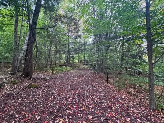a view of a forest that has large trees