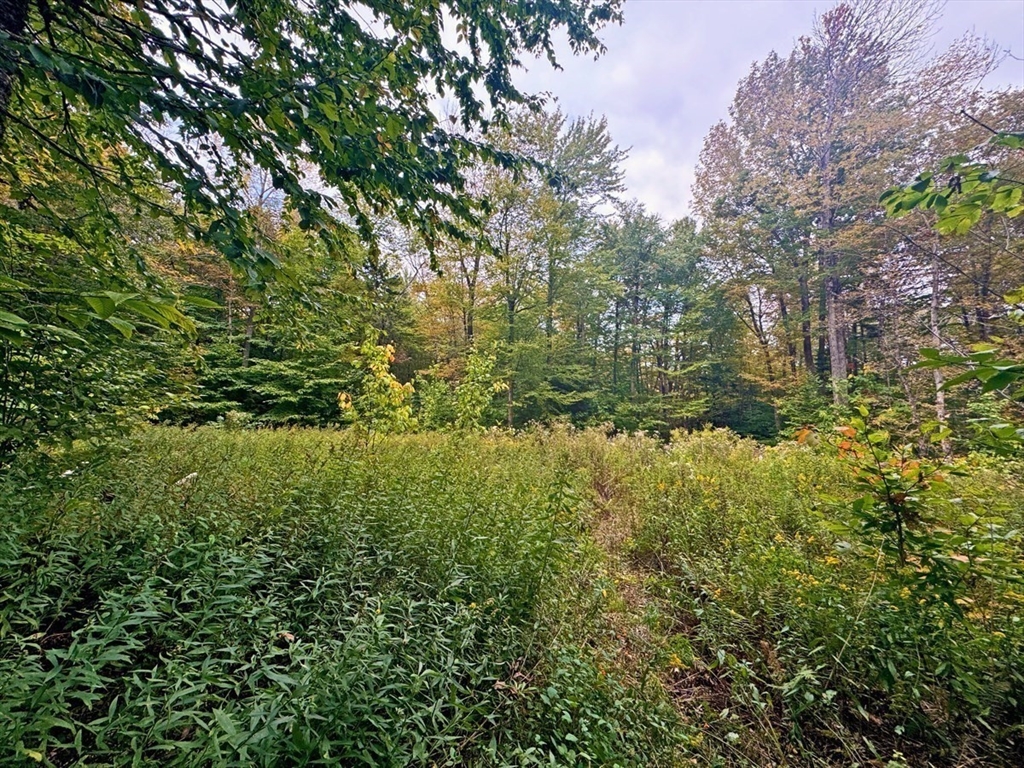 60 Stone Hill Road Rowe, MA 01367 - Photo 4 of 28 a view of a yard