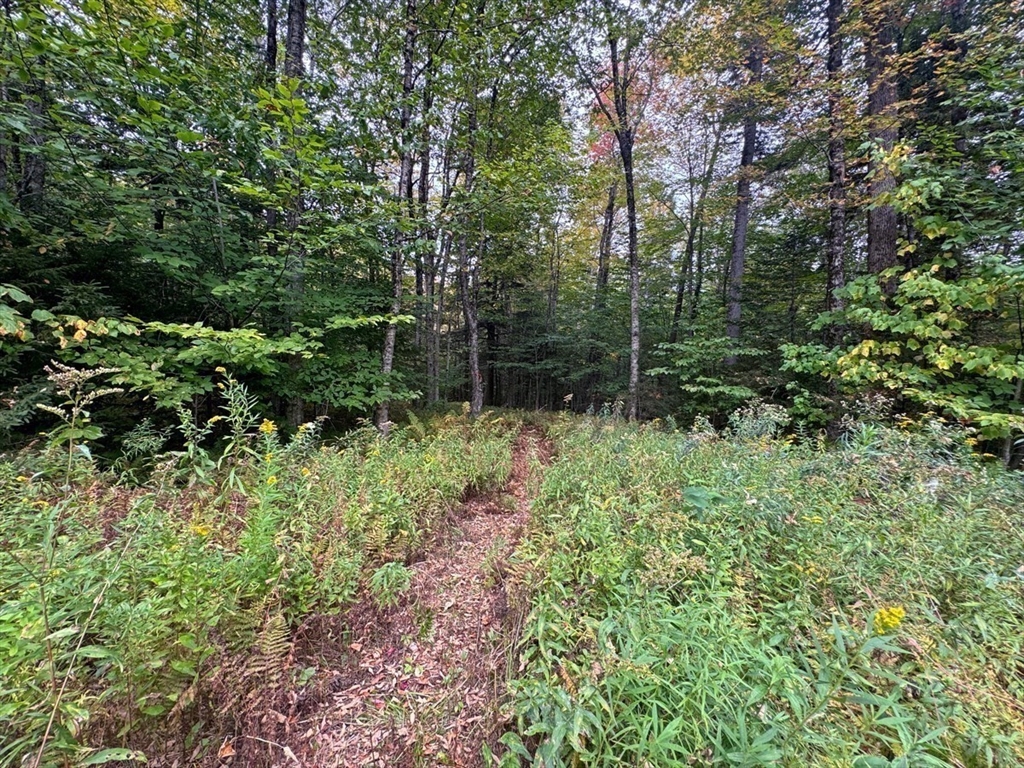 60 Stone Hill Road Rowe, MA 01367 - Photo 5 of 28 a view of forest
