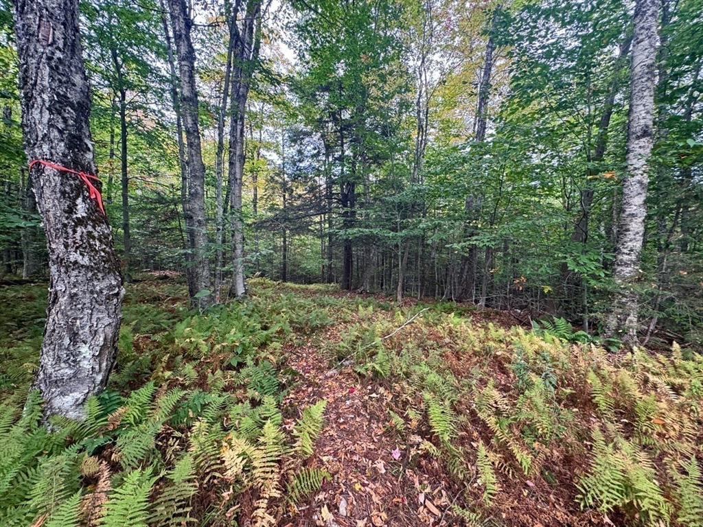 60 Stone Hill Road Rowe, MA 01367 - Photo 6 of 28 a backyard of a house with lots of green space