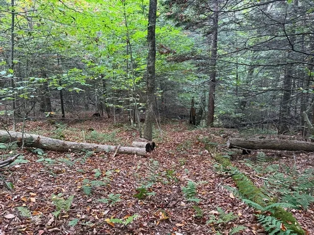 a view of a forest with trees