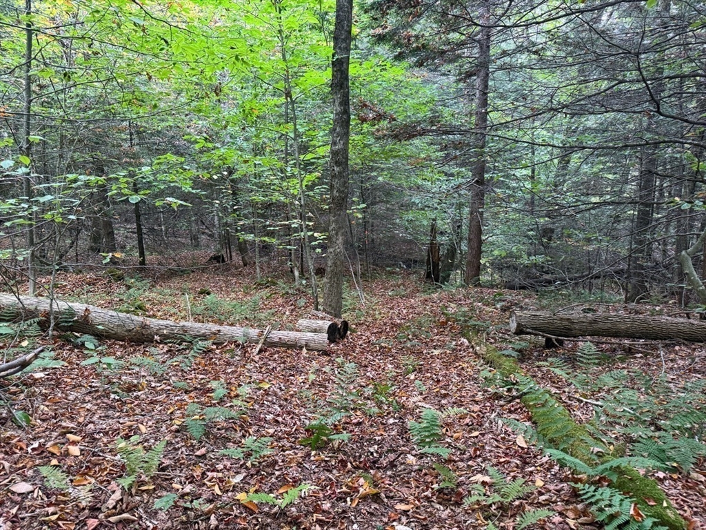 60 Stone Hill Road Rowe, MA 01367 - Photo 7 of 28 a view of a forest with trees