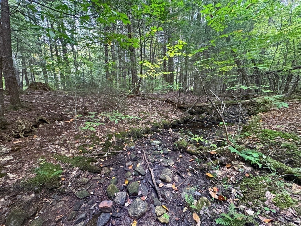60 Stone Hill Road Rowe, MA 01367 - Photo 8 of 28 a view of a forest with trees