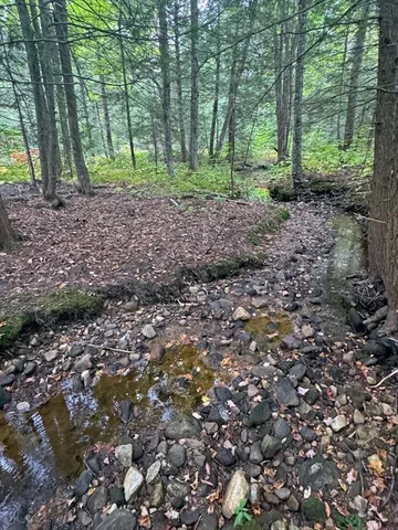 a view of a forest with trees