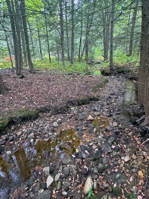 60 Stone Hill Road Rowe, MA 01367 - Photo 10 of 28 a view of a forest with trees