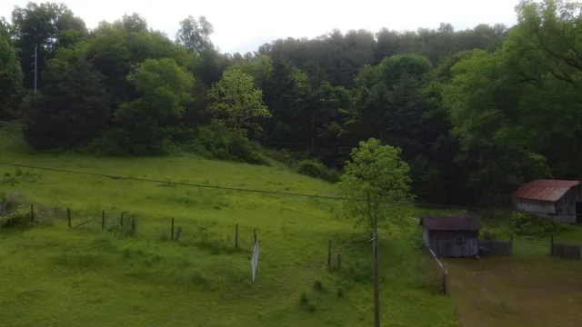 a view of a lush green space