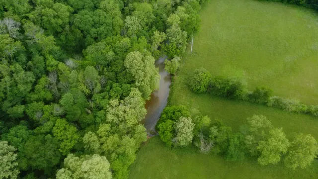 a view of a lush green space