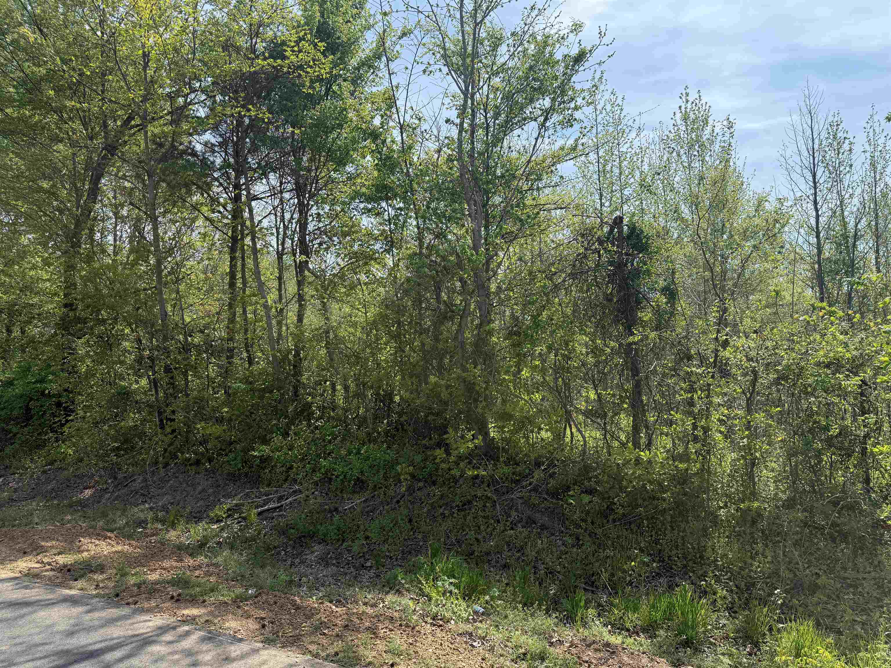 0 Needham Road Drummonds, TN 38023 - Photo 5 of 8 a view of a forest with a tree