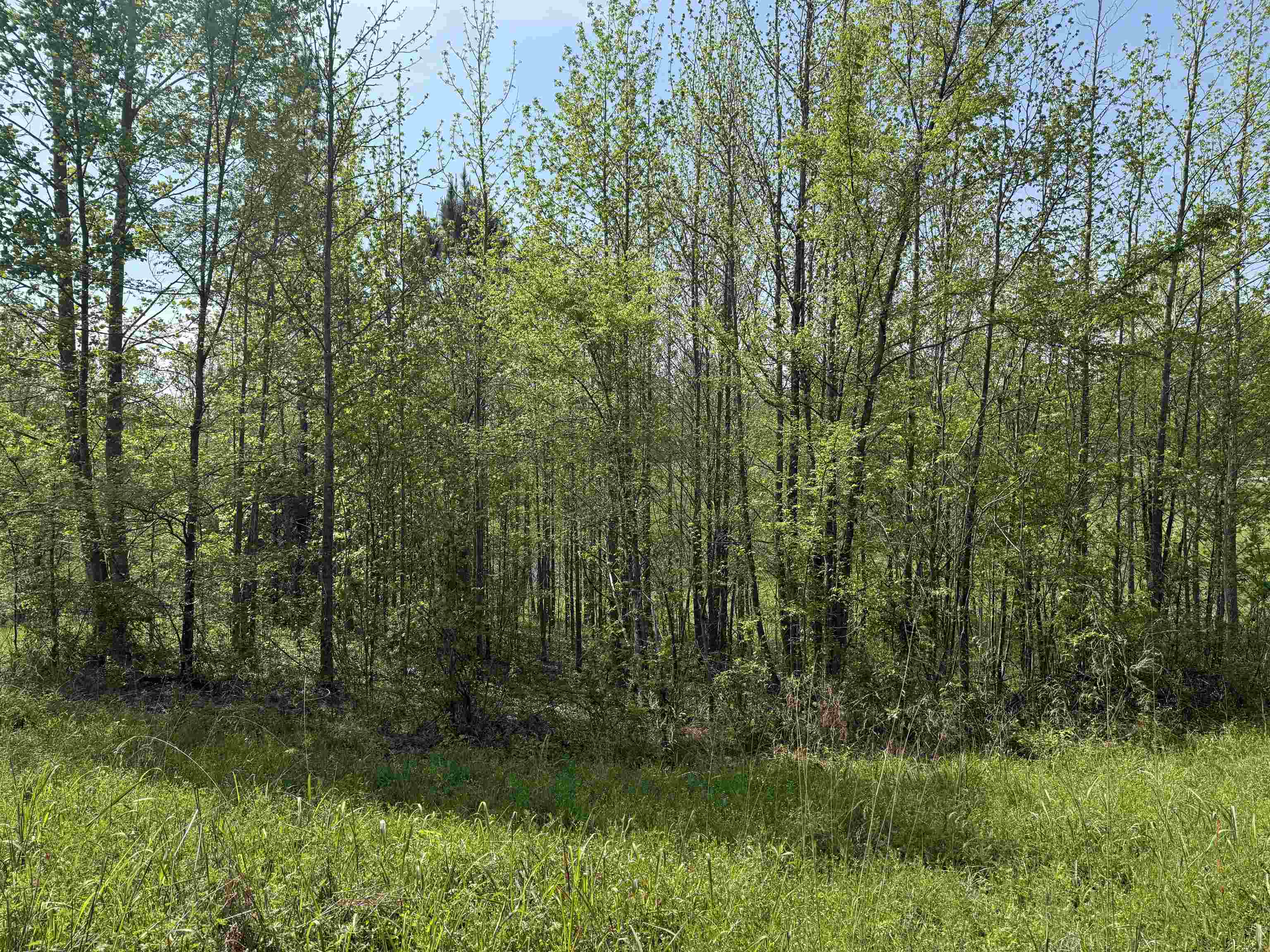 0 Needham Road Drummonds, TN 38023 - Photo 6 of 8 a view of a lush green forest