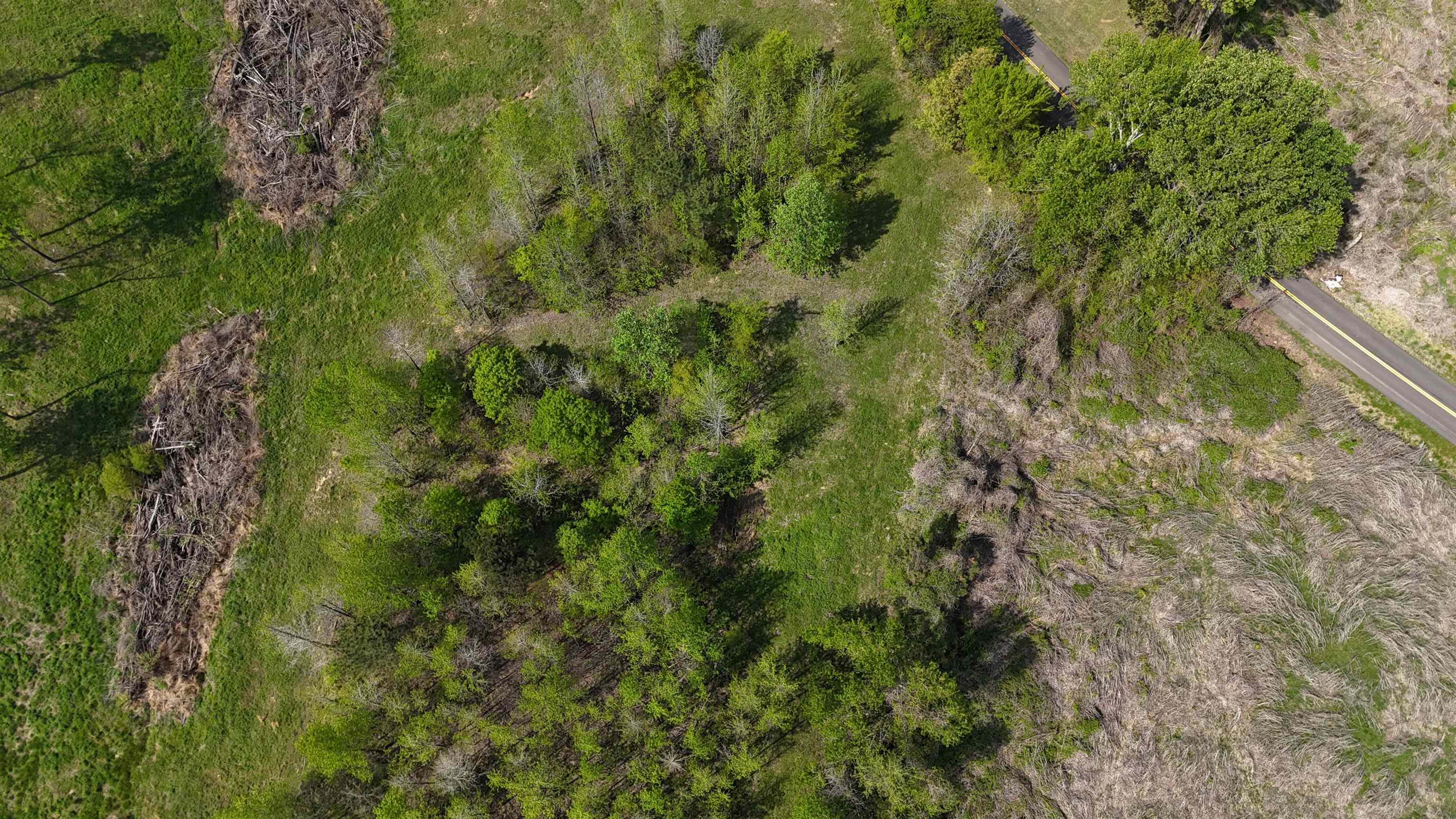 0 Needham Road Drummonds, TN 38023 - Photo 7 of 8 a view of a forest