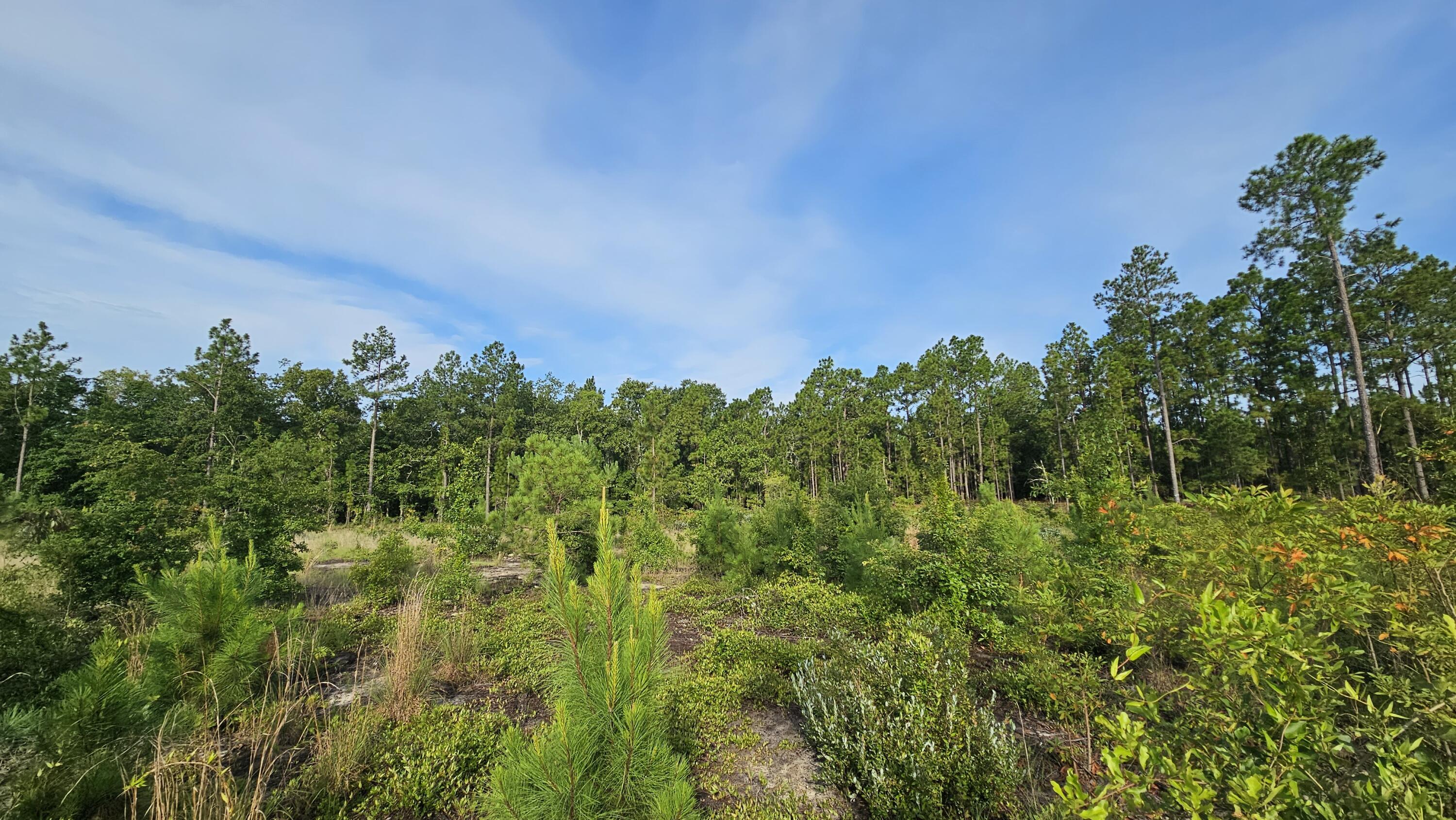 Lot 0 Wire Road Aiken, SC 29805 - Photo 11 of 25