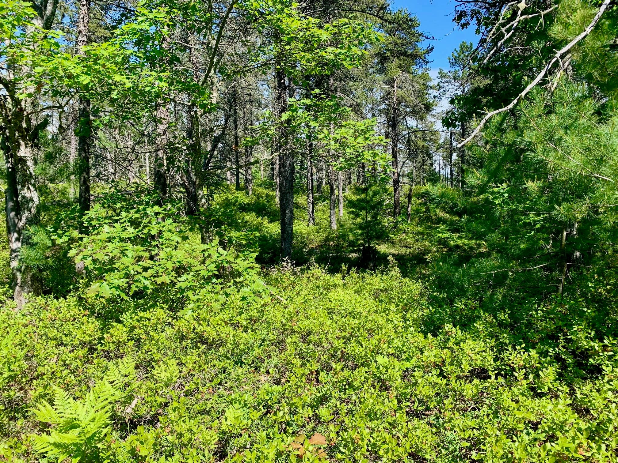 13713 North Whitefish Point Road Paradise, MI 49768 - Photo 5 of 11 Gallery Image 5