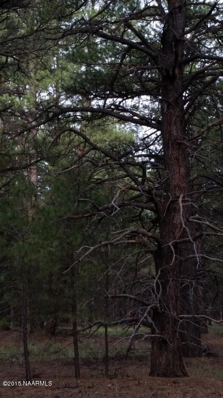 4695 East Garland Prairie Road Williams, AZ 86046 - Photo 7 of 23 20140821_072635