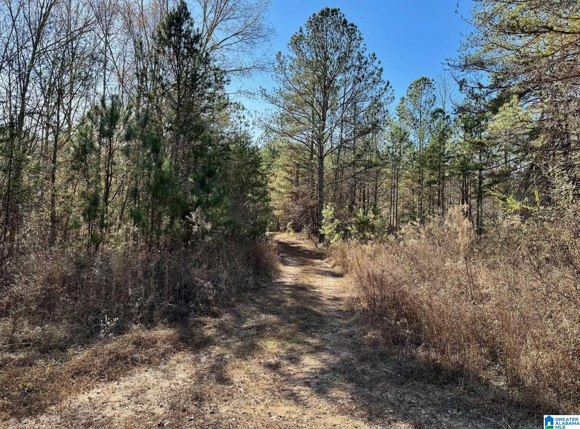 7 County Road Wedowee, AL 36278 - Photo 7 of 9