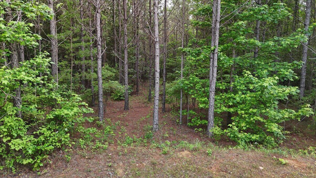 203 Tucker Road Lynn, AL 35575 - Photo 5 of 20 01-Tucker Rd-20