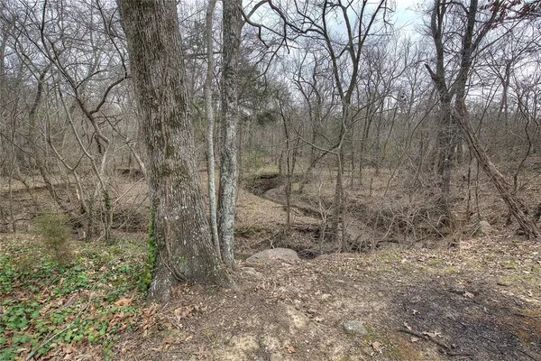 a view of a forest filled with trees