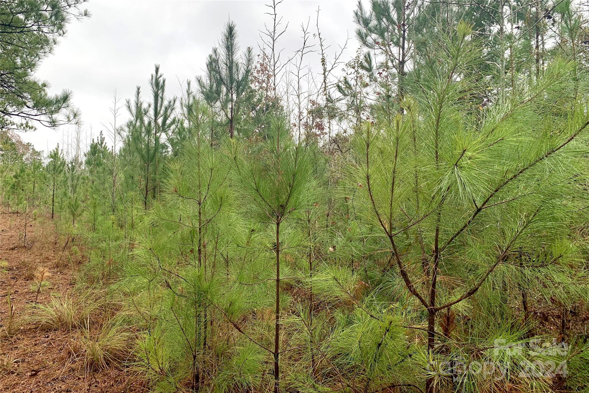118-ac 118-ac Firetower Road Chester, SC 29706 - Photo 14 of 19 a view of a yard