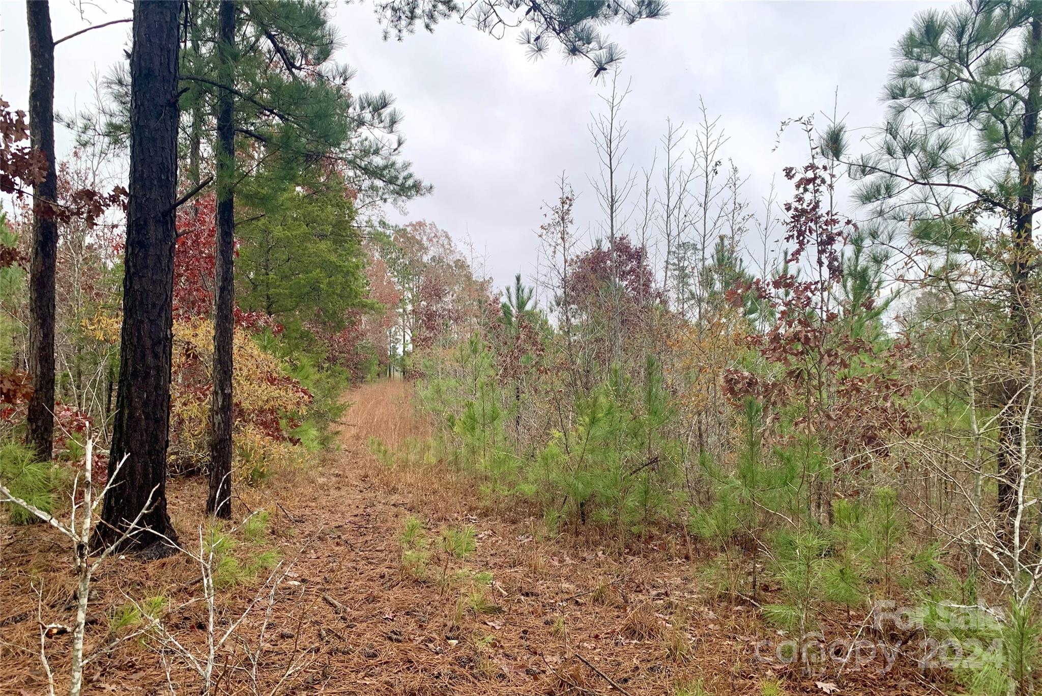 118-ac 118-ac Firetower Road Chester, SC 29706 - Photo 16 of 19 a view of a forest with trees