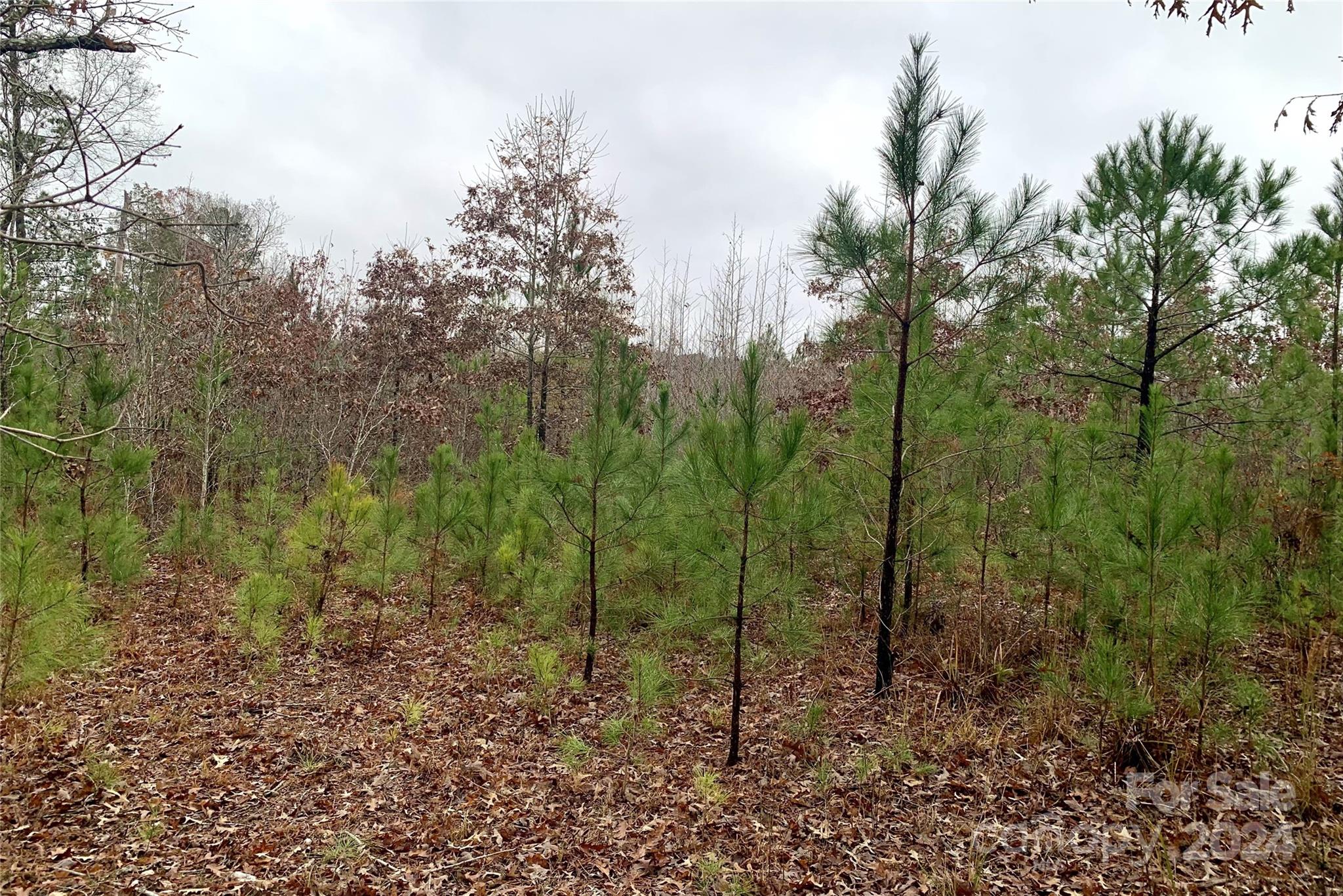 118-ac 118-ac Firetower Road Chester, SC 29706 - Photo 17 of 19 a view of a forest with trees