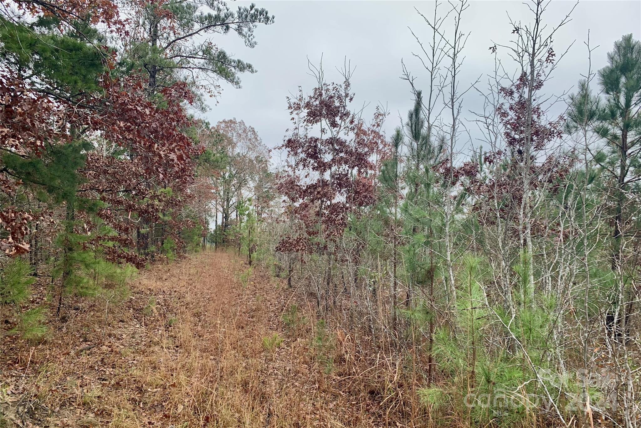 118-ac 118-ac Firetower Road Chester, SC 29706 - Photo 18 of 19 a view of a forest with lots of trees