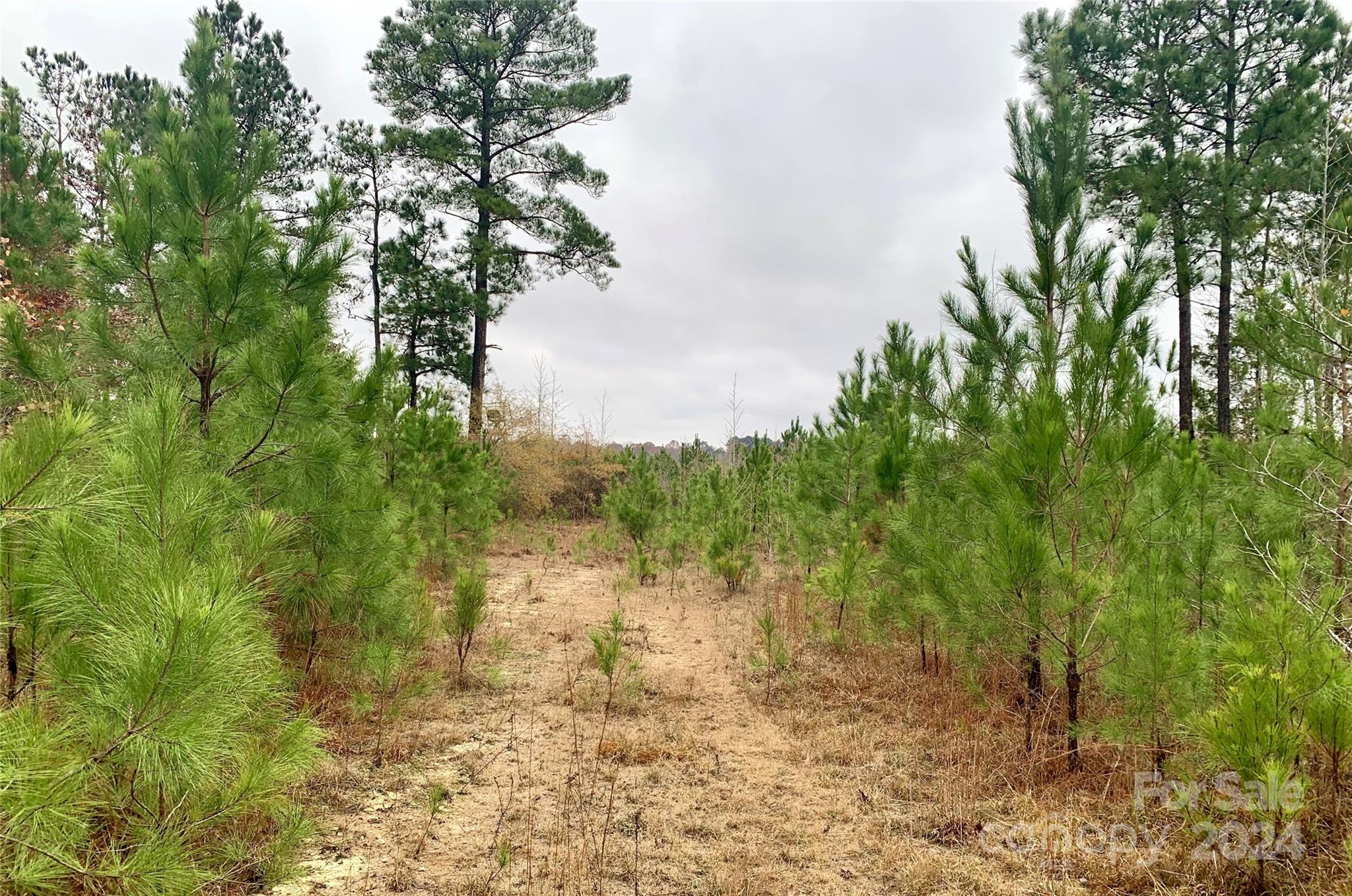 118-ac 118-ac Firetower Road Chester, SC 29706 - Photo 19 of 19 a view of a yard with plants and large trees