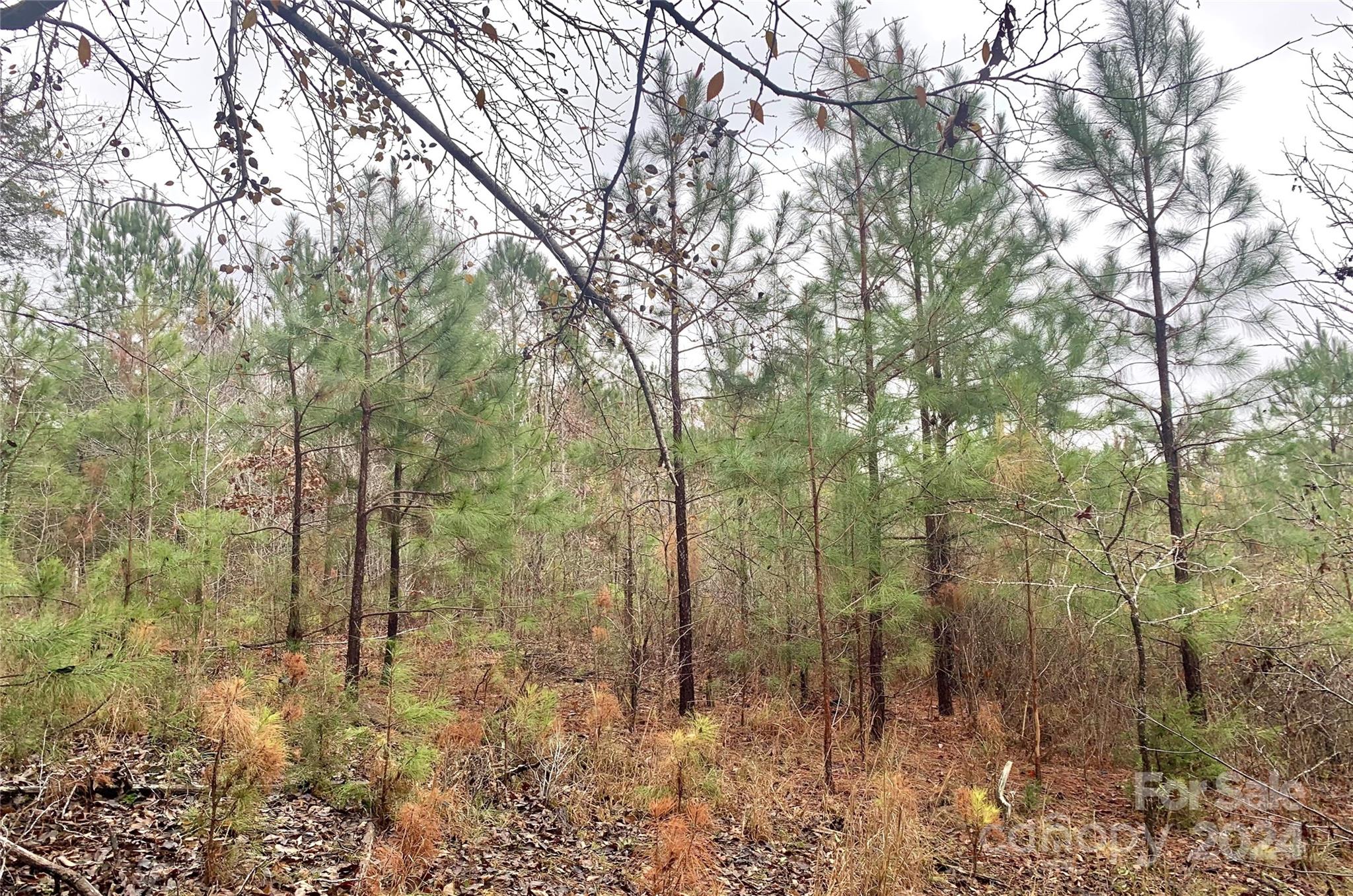 118-ac 118-ac Firetower Road Chester, SC 29706 - Photo 6 of 19 a view of forest