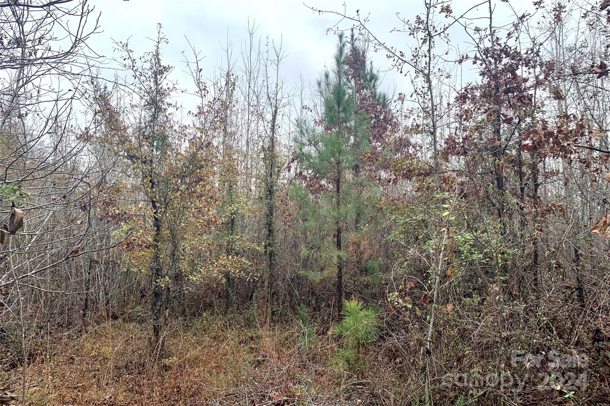118-ac 118-ac Firetower Road Chester, SC 29706 - Photo 7 of 19 a view of a forest with trees and bushes