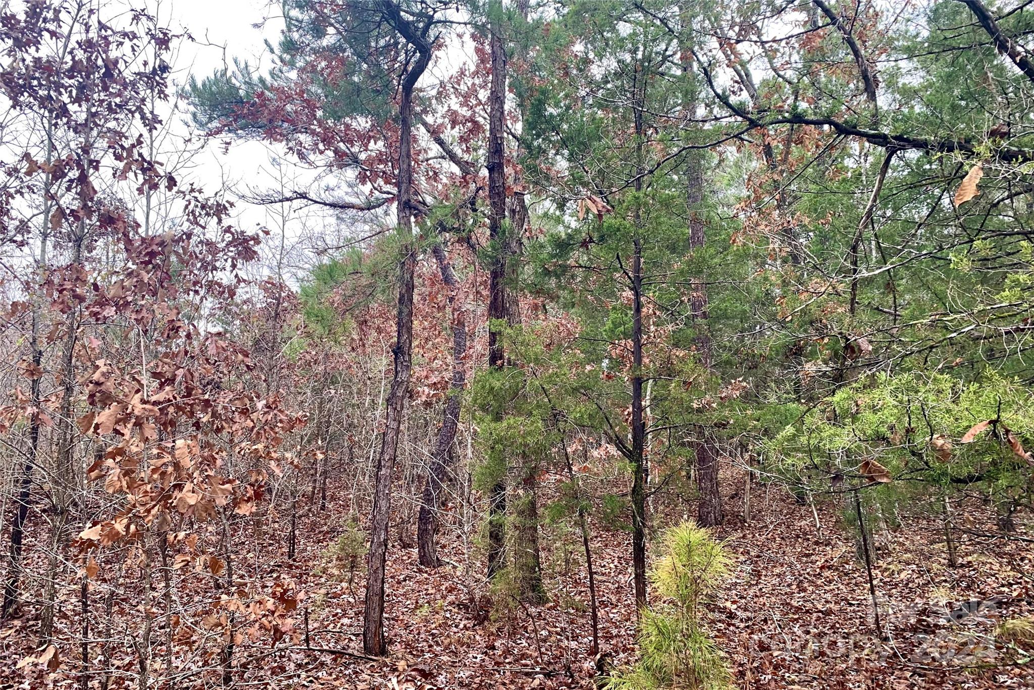 118-ac 118-ac Firetower Road Chester, SC 29706 - Photo 8 of 19 a view of a forest with a tree