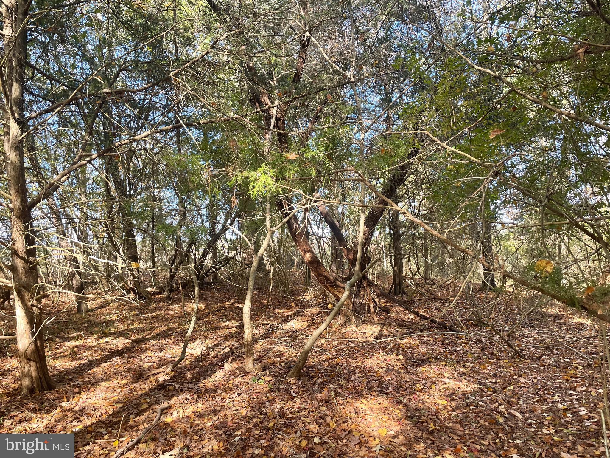 0 Whitehaven Ferry Road Princess Anne, MD 21853 - Photo 11 of 47 a backyard of a house with lots of trees