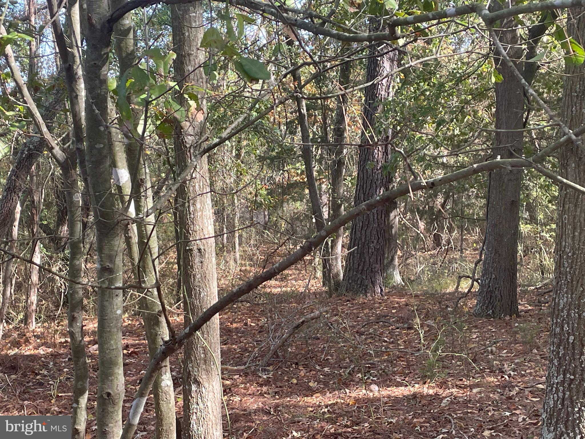 0 Whitehaven Ferry Road Princess Anne, MD 21853 - Photo 12 of 47